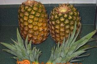 Как вырастить ананас в домашних условиях: нюансы выращивания Можно ли вырастить ананас из семечки