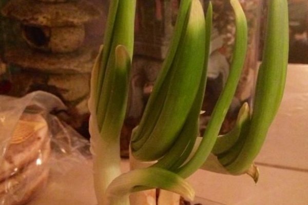 Kraken 16 onion